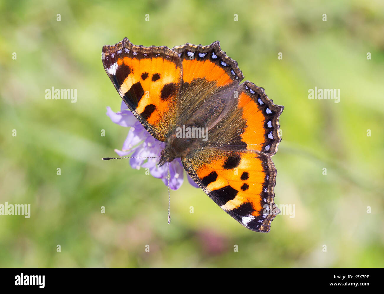 Close-up ein Schmetterling auf einer Blume-selektiven Fokus Stockfoto