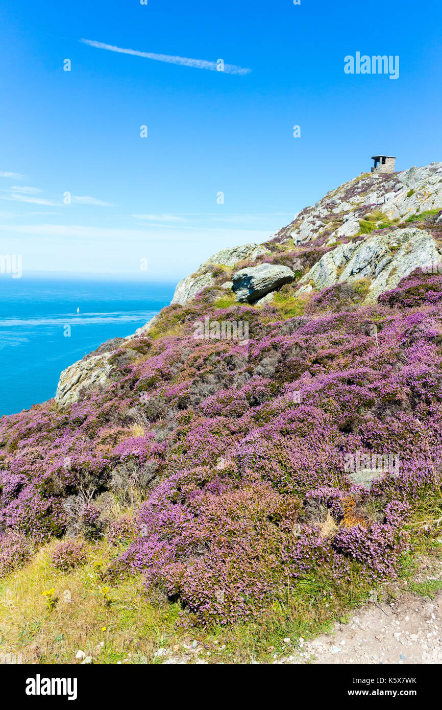 Heather und Lookout post in der Nähe von North Stack Lighthouse, Anglesey, Wales, Vereinigtes Königreich, Großbritannien Stockfoto