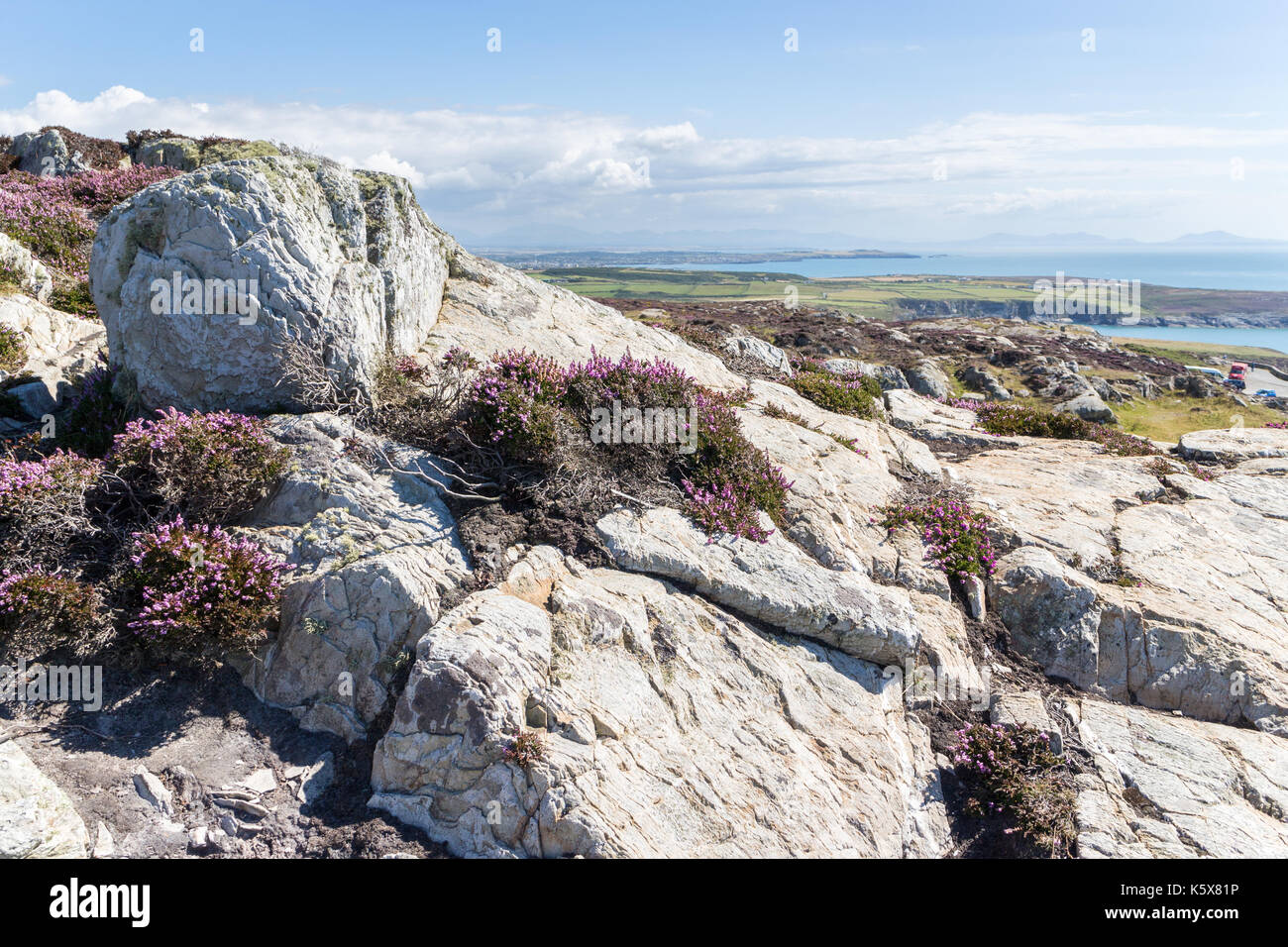Blick über Felsen und lila Heidekraut auf die zerklüftete Küste, Anglesey, Wales, Vereinigtes Königreich, Großbritannien Stockfoto