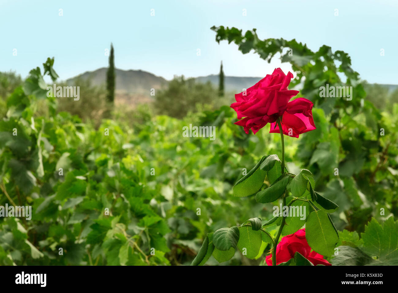 Rosa Rose im Weinberg, für Krankheit-abfragung gewachsen Stockfoto