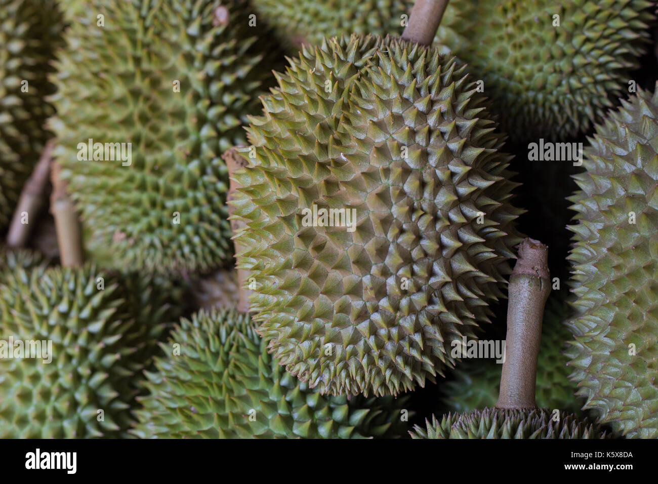 Frische durian auf dem Markt Stockfoto