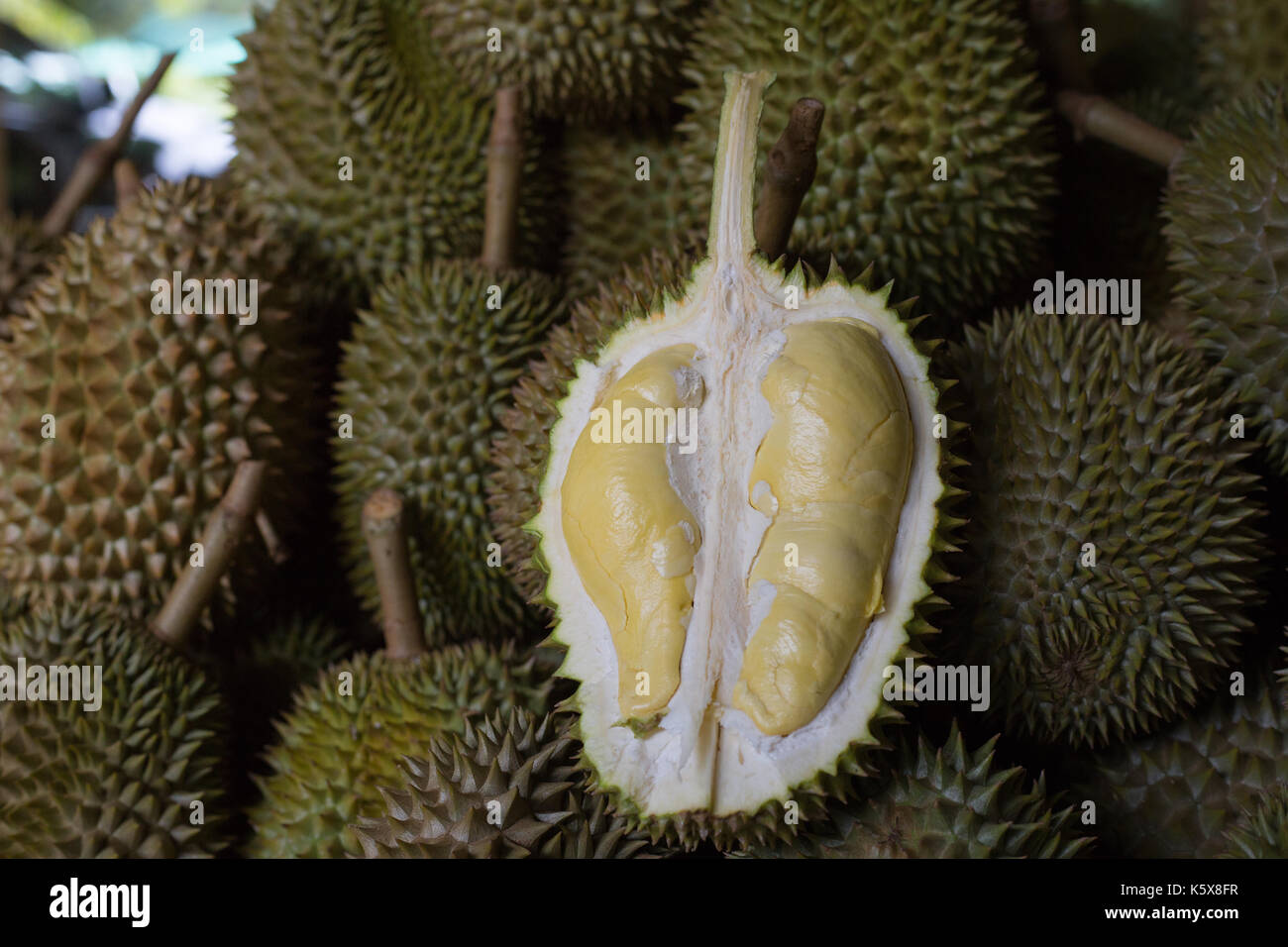 Frische durian auf dem Markt Stockfoto