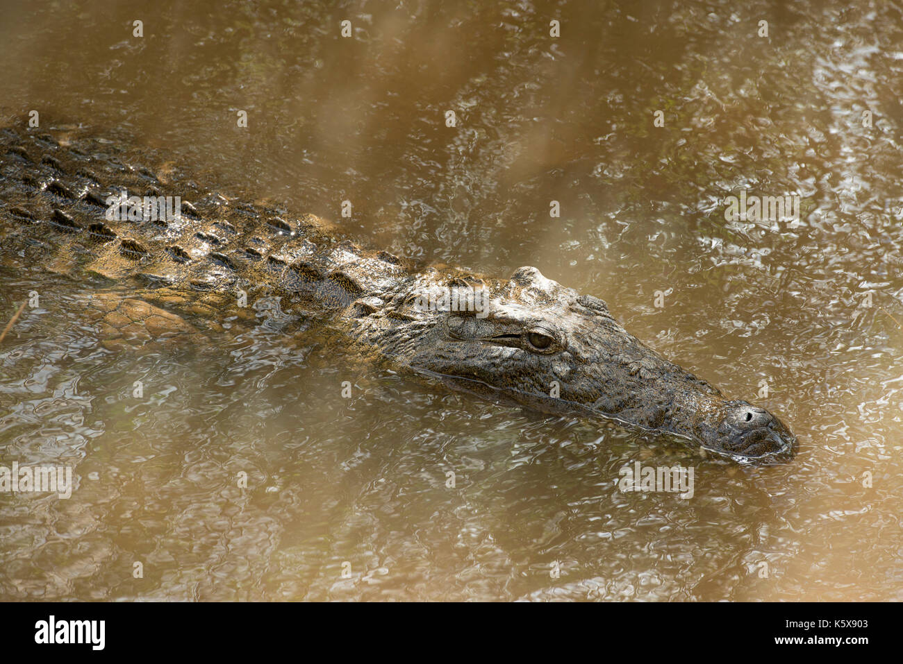 Nil Krokodil am Heiligen See, See Antanavo, Madagaskar Stockfoto