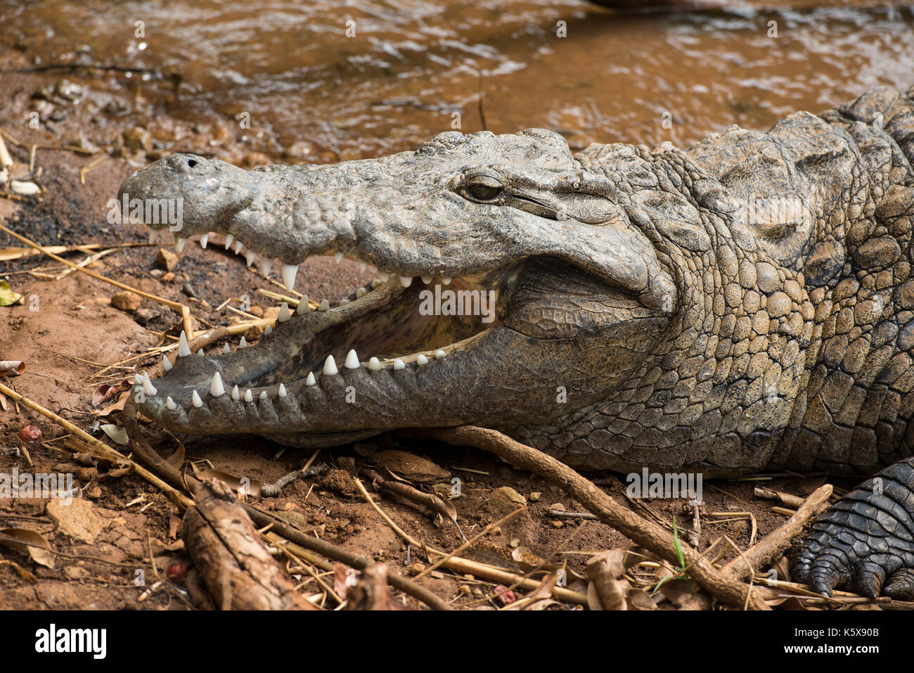 Nil Krokodil am Heiligen See, See Antanavo, Madagaskar Stockfoto