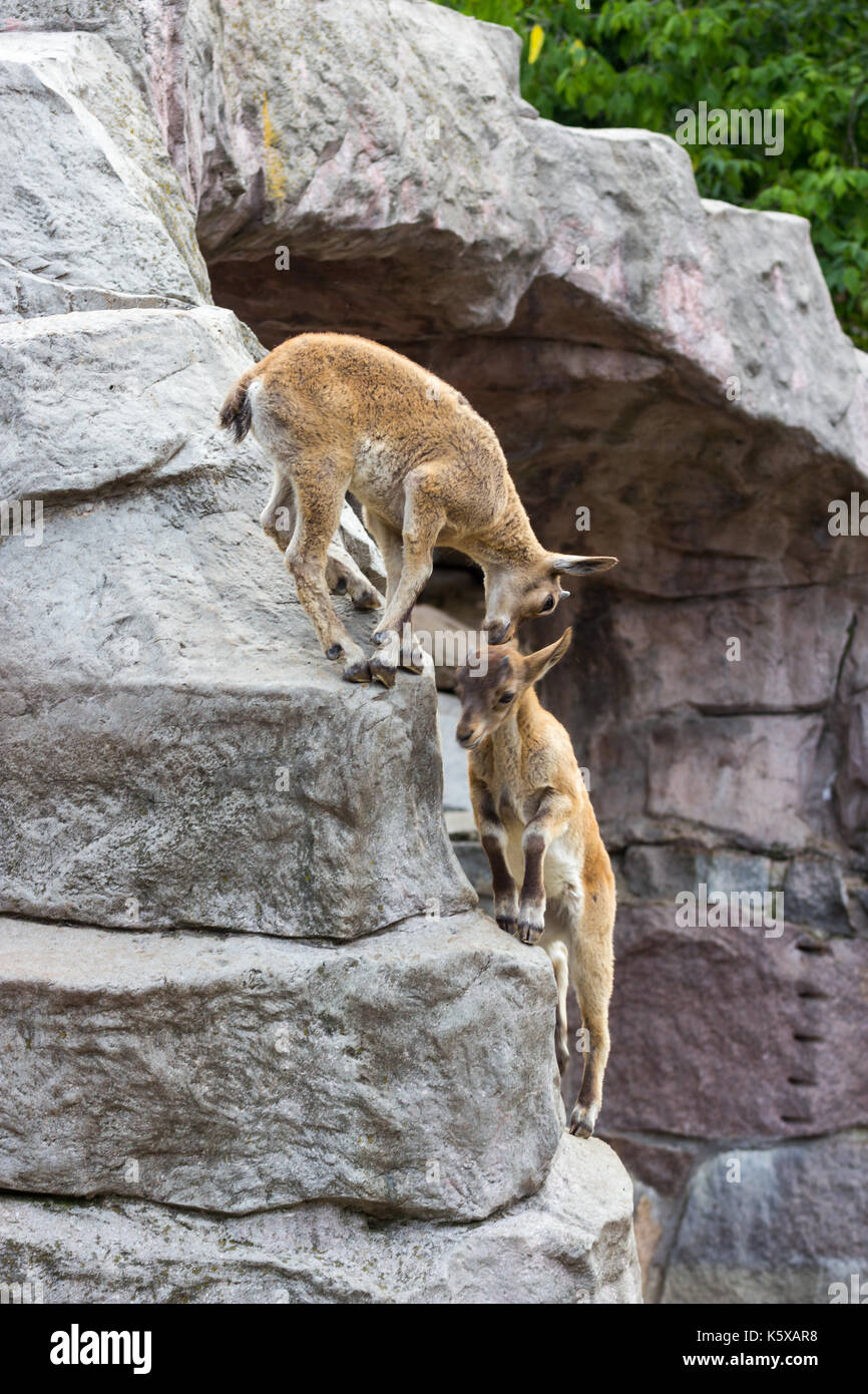 Das Kind des Ostens kaukasischen Tour spielt an den Felsen Stockfoto
