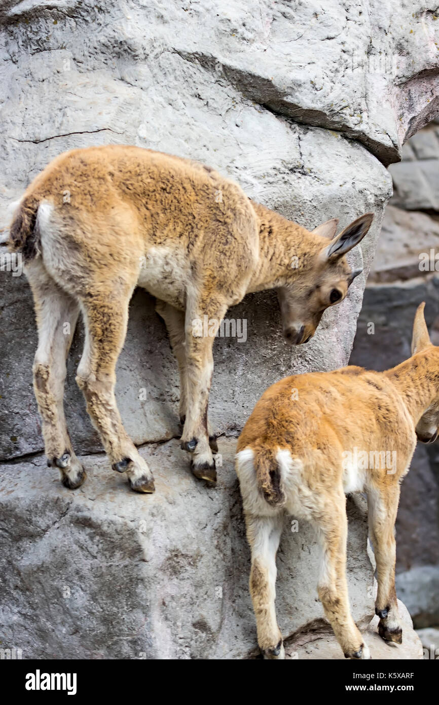 Das Kind des Ostens kaukasischen Tour spielt an den Felsen Stockfoto