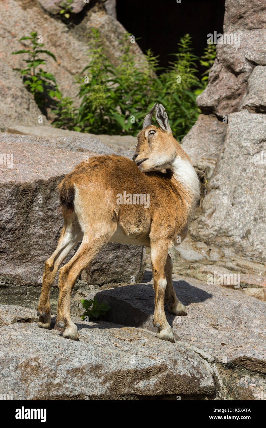 Das Kind des Ostens kaukasischen Tour spielt an den Felsen Stockfoto