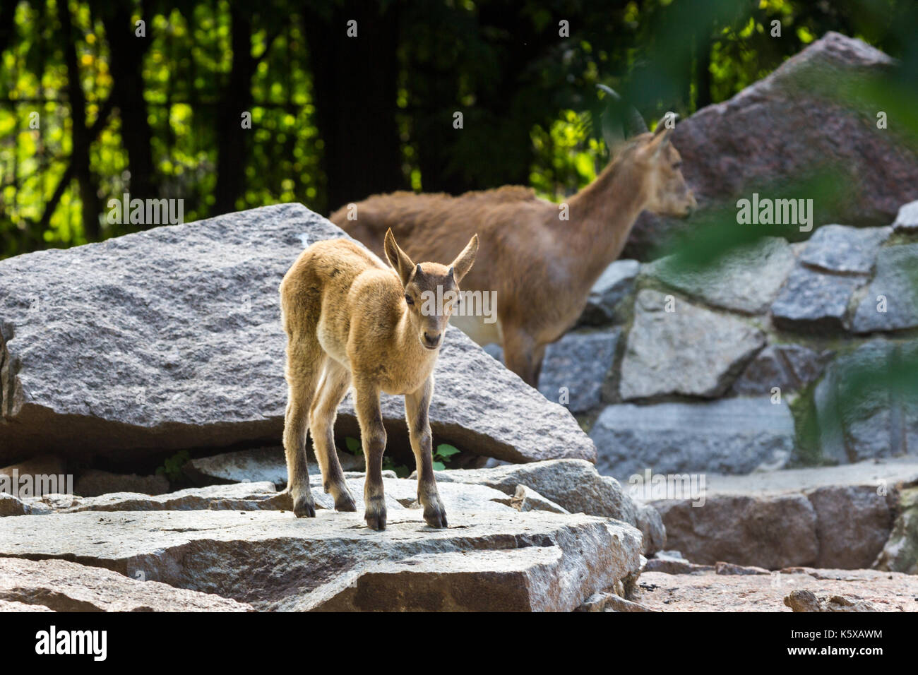 Das Kind des Ostens kaukasischen Tour spielt an den Felsen Stockfoto