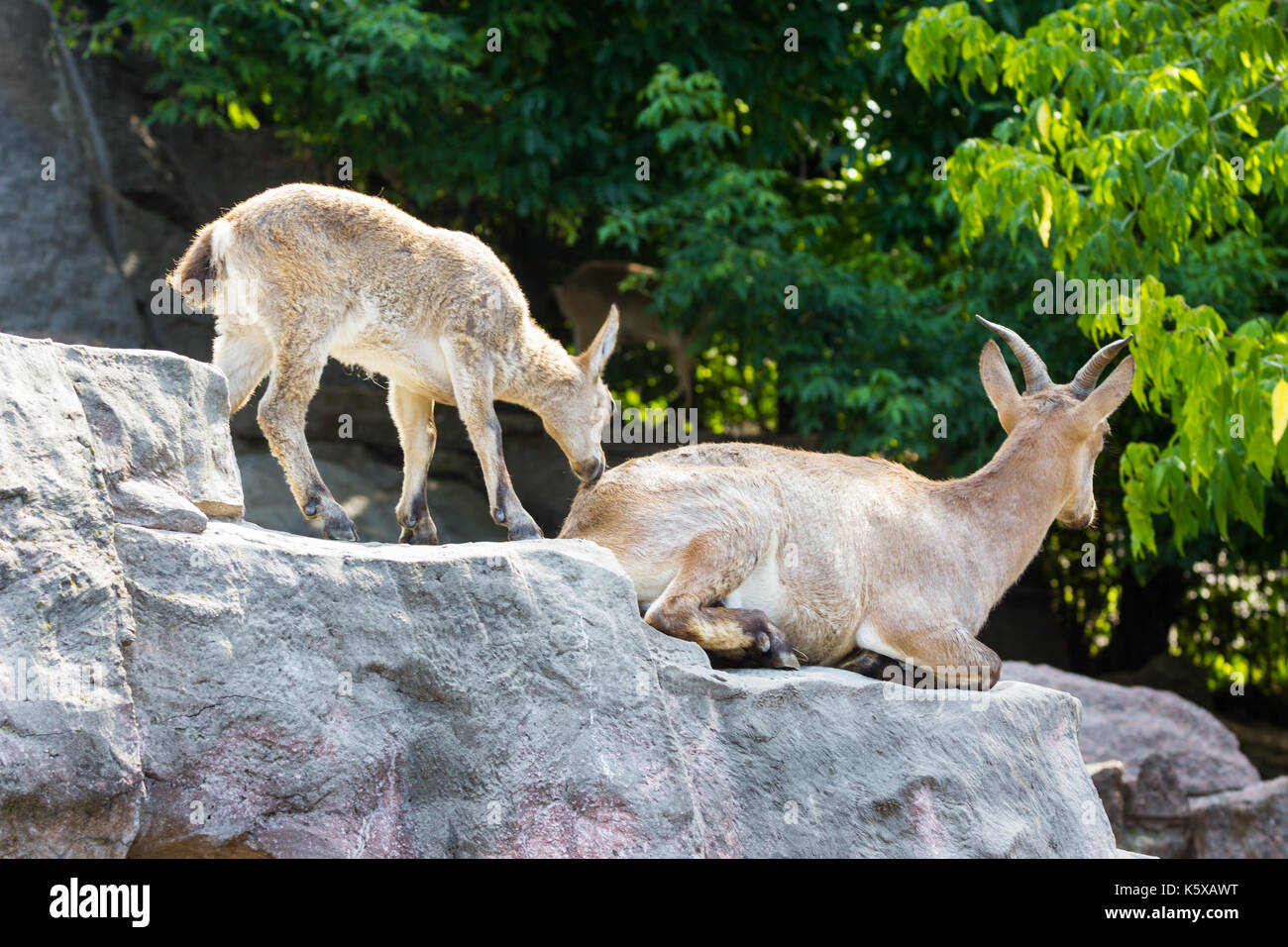 Das Kind des Ostens kaukasischen Tour spielt an den Felsen Stockfoto