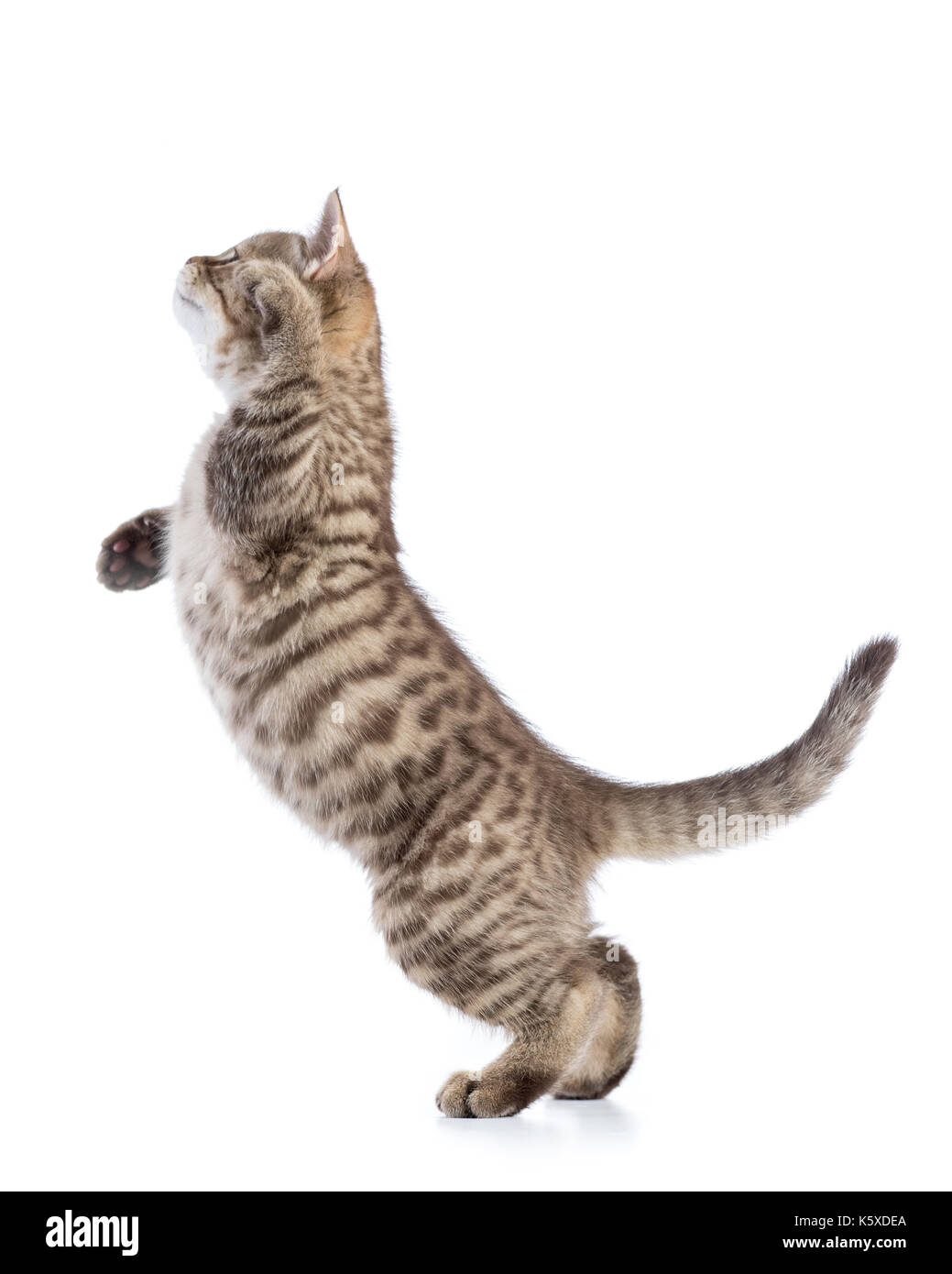 Spielerische tabby Katze Kätzchen im Profil, auf weißem Hintergrund Stockfoto