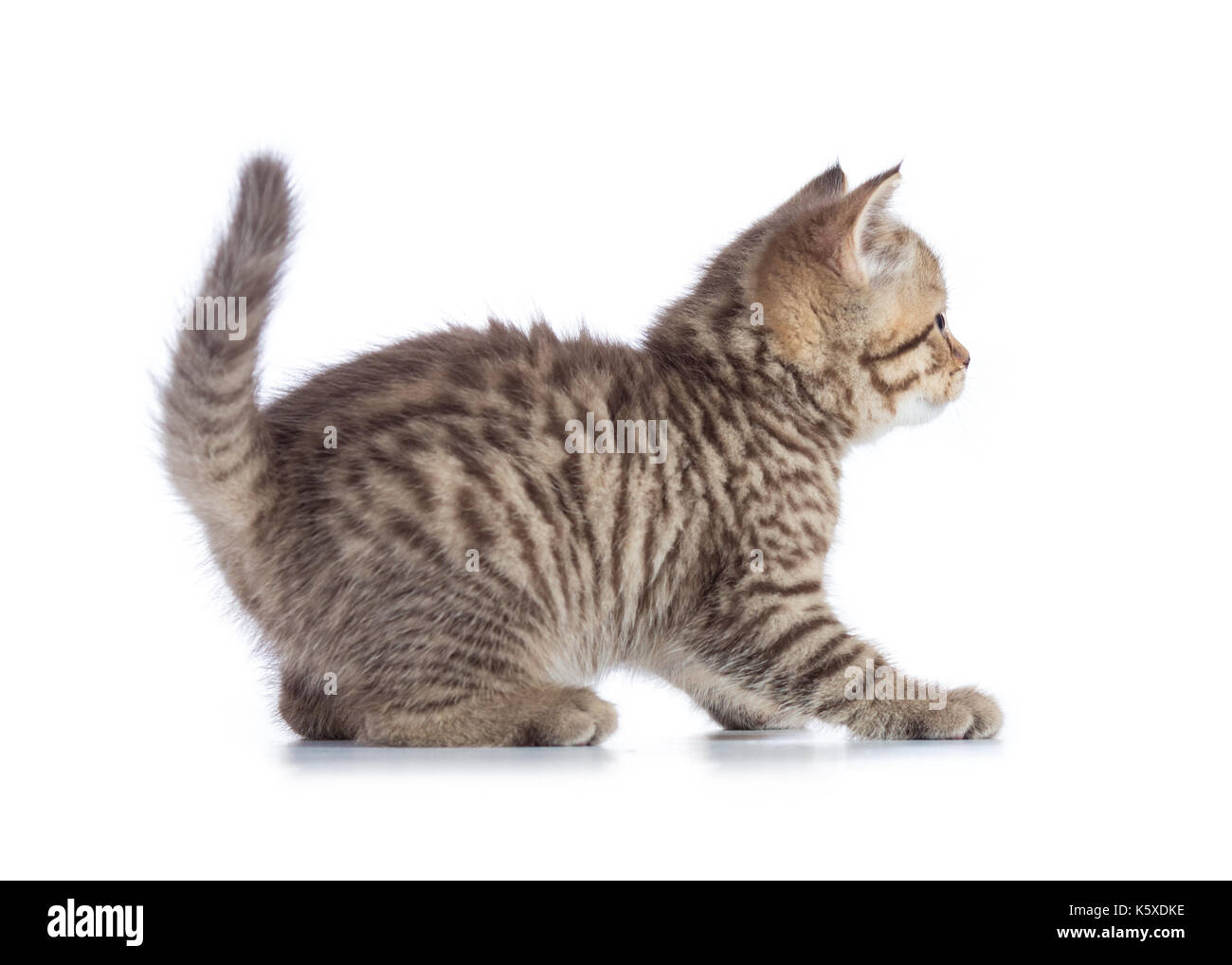 Schottische cat kitten Profil Seitenansicht isoliert auf weißem Stockfoto
