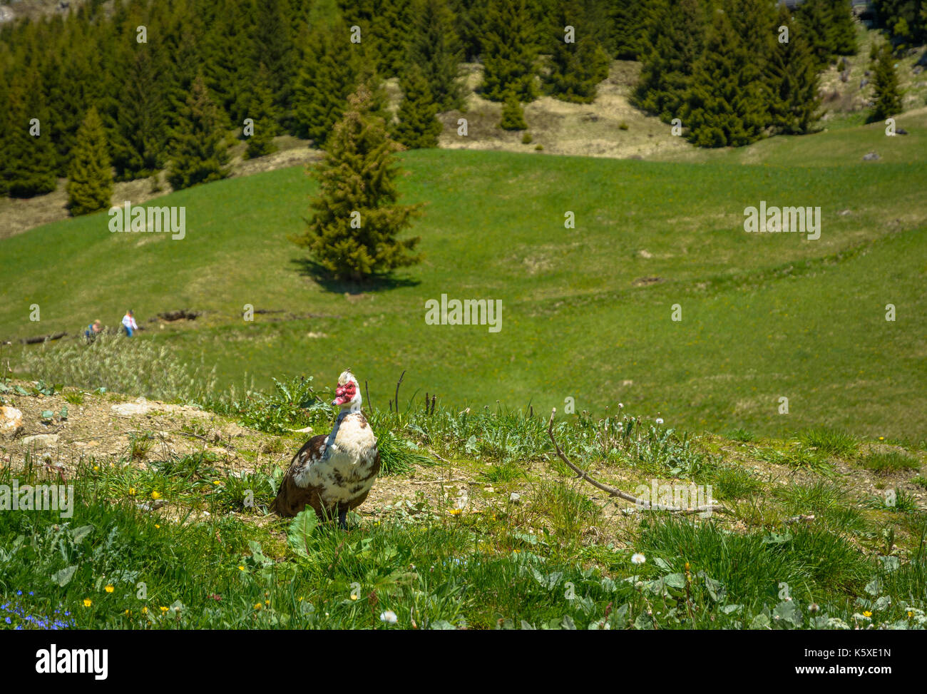 Muscovy duck Roaming auf dem Gras. Cairina moschata Stockfoto