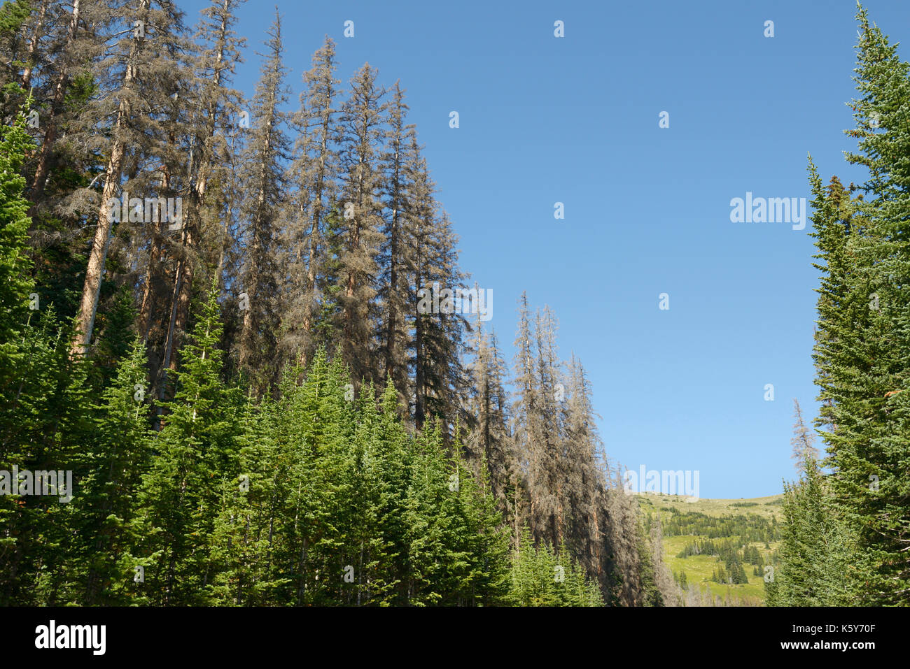 Fichte Bäume beschädigt und durch Käfer Fichte getötet, Dendroctonus rufipennis, Rocky Mountain National Park, Colorado Stockfoto