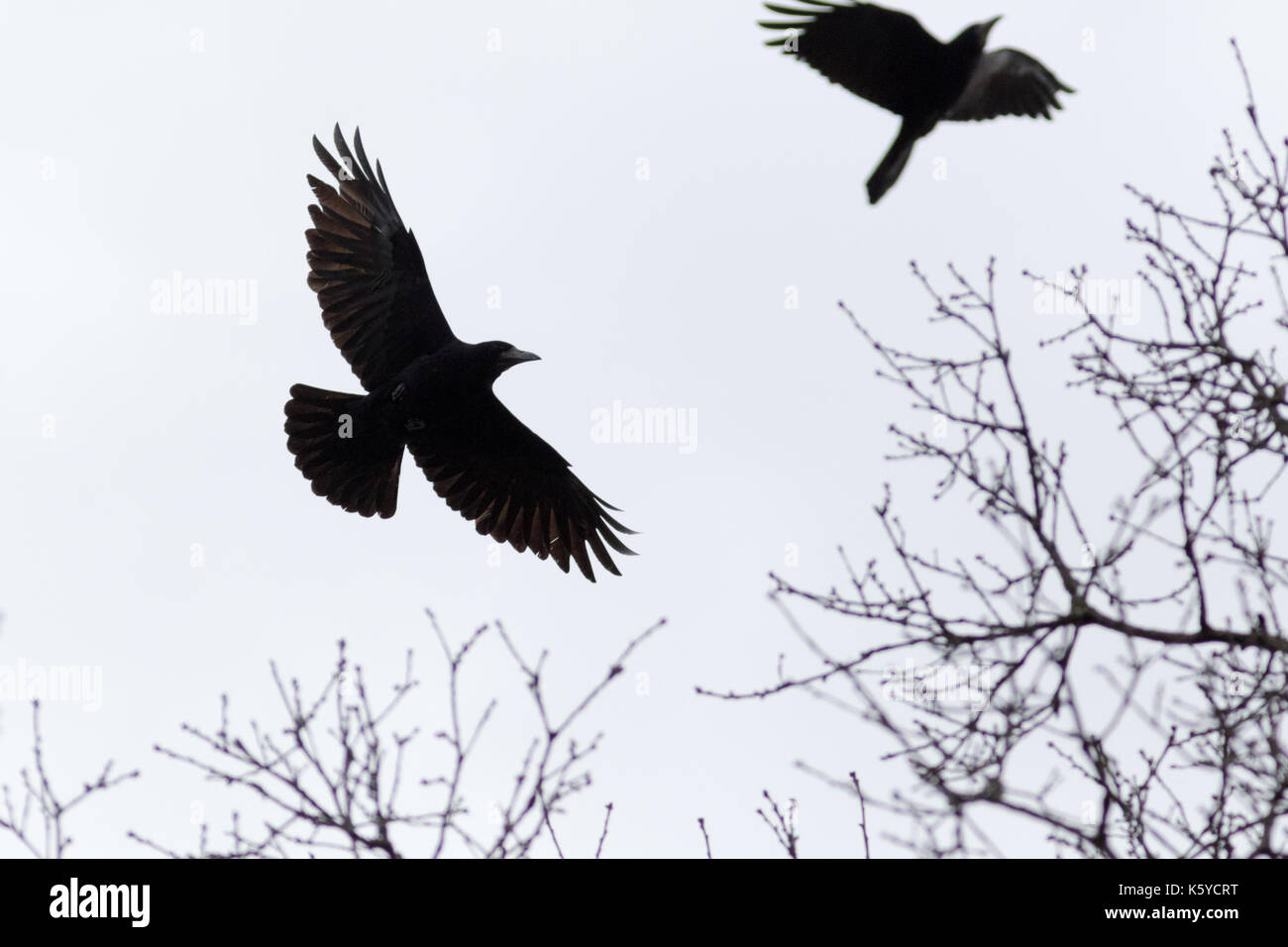 Saatkrähe (Corvus frugilegus). Vogel. Stockfoto