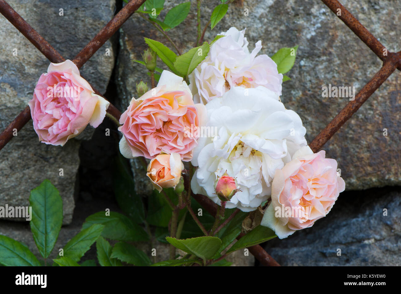 Schöne, private, traditionellen, ländlichen Garten, West Yorkshire, England, UK-Sommer blühende Pflanzen (blassrosa Rosen) in Nahaufnahme auf Metall rankgitter. Stockfoto