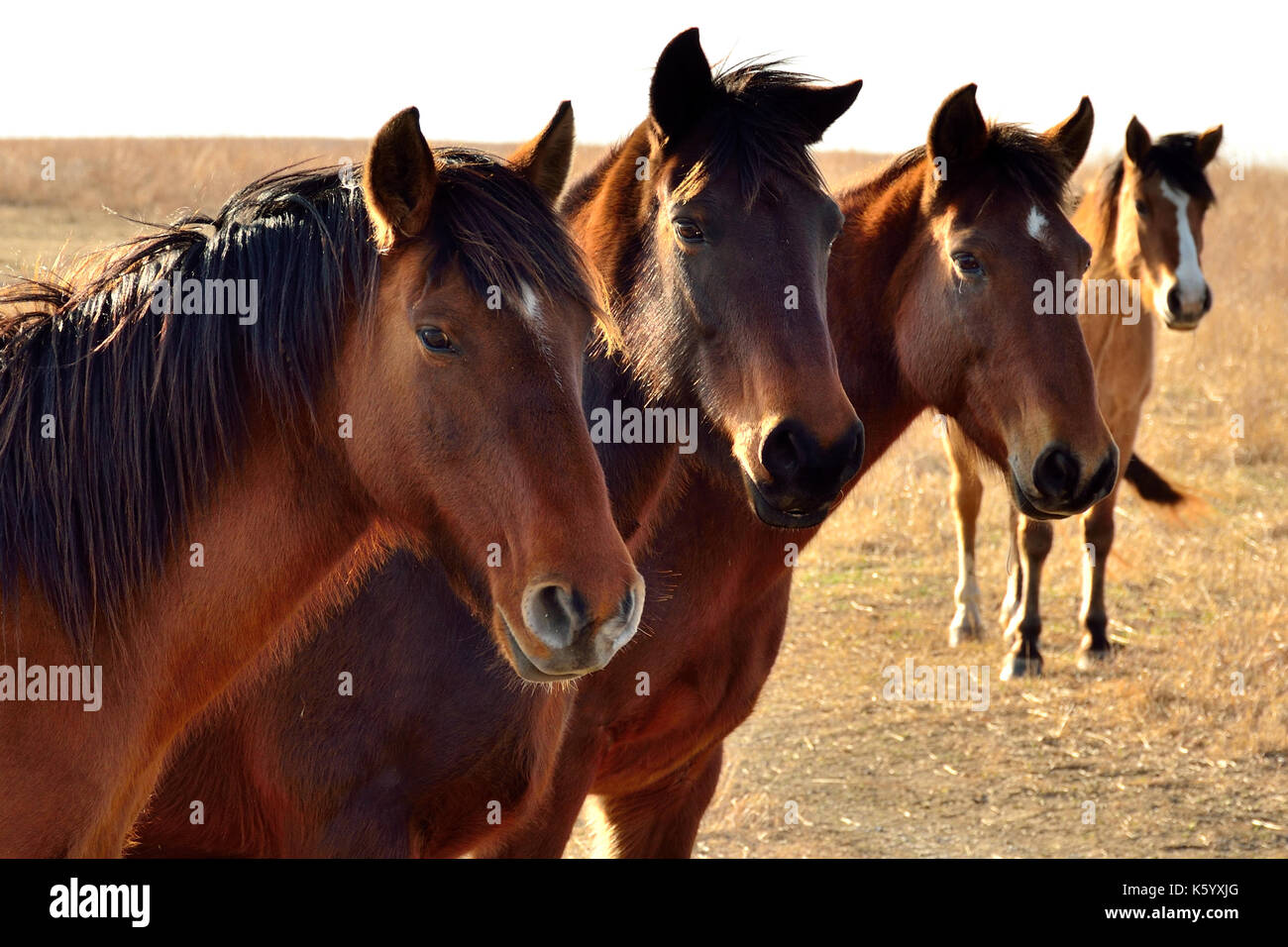 Vier wilden Mustangs posieren für ein Foto auf die Oklahoma Prairie. Stockfoto