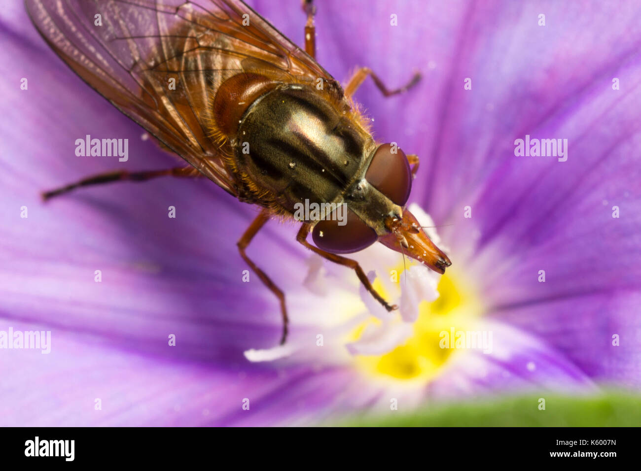 Makroaufnahme der Kopf und Thorax der langen snouted UK hoverfly, Rhingia campestris Stockfoto