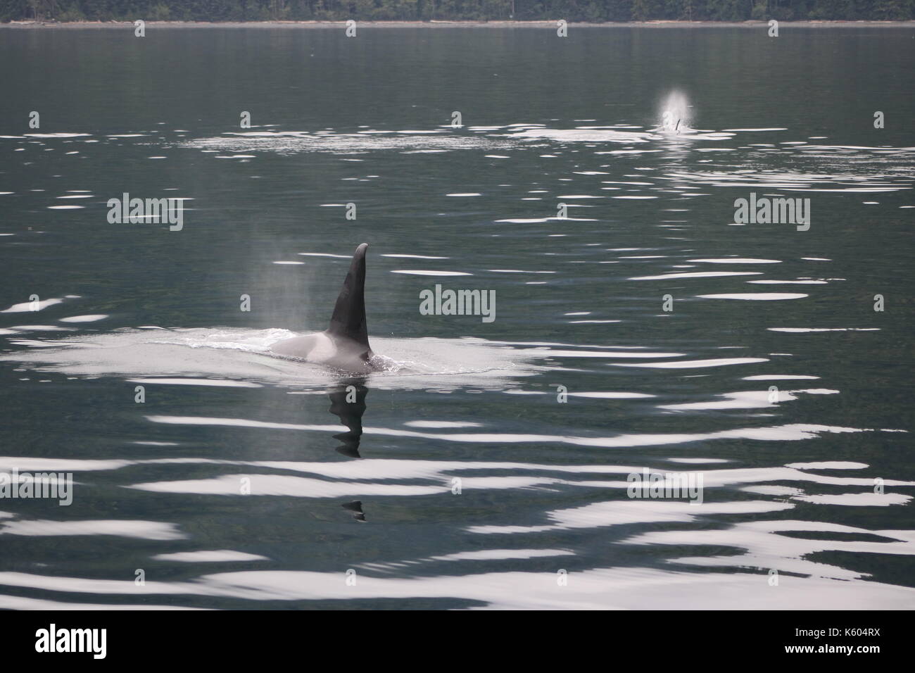 Orcas in Britisch-Kolumbien Stockfoto
