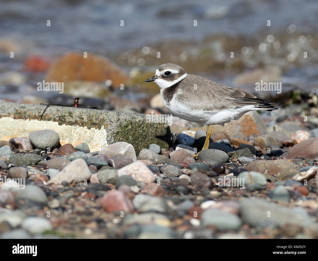 Juvenile Kibitze auf Kies Stockfoto