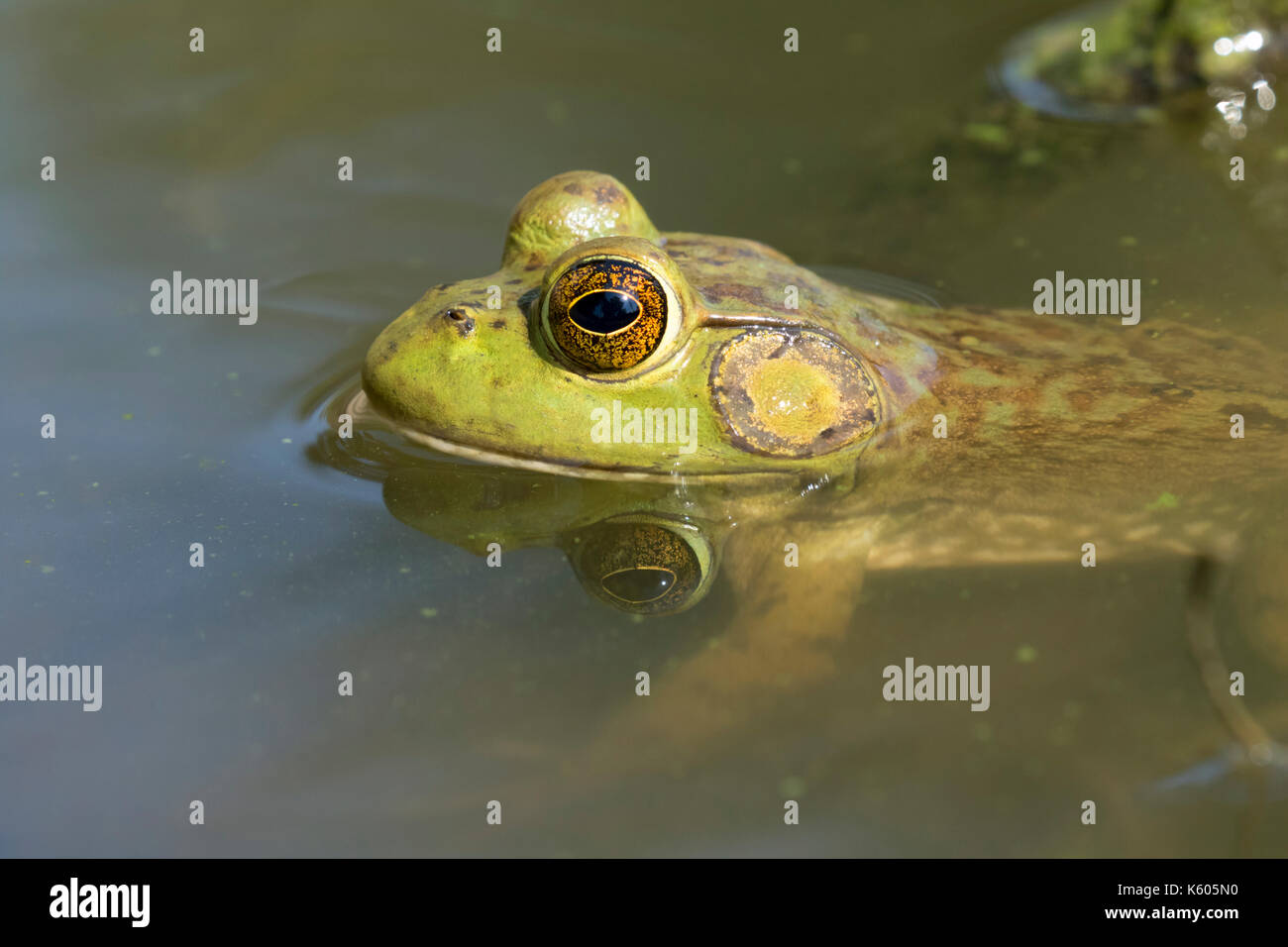 Amerikanische (Lithobates catesbeianus billfrog) in Wasser in einem See, Ames, Iowa, USA versenkt Stockfoto