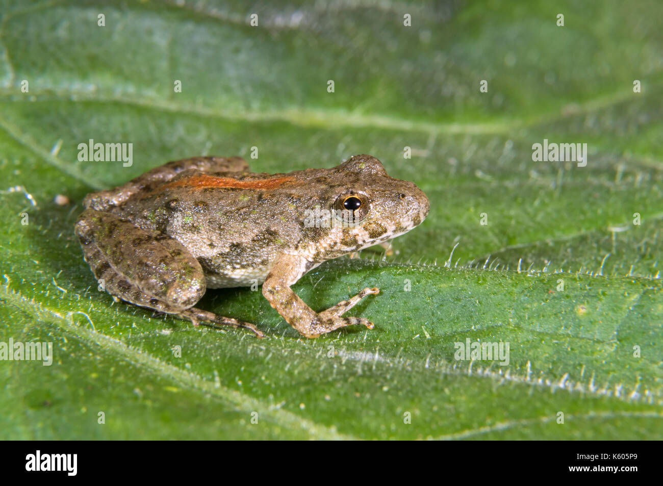 Blanchard's Northern Cricket Frog (Acris crepitans blanchardi) auf einem Blatt, Ames, Iowa, USA Stockfoto