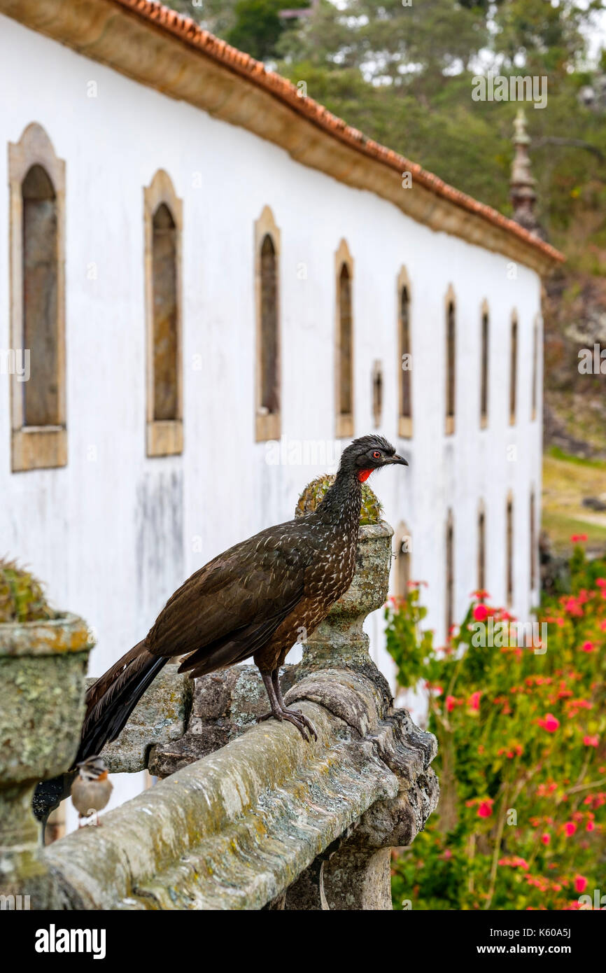 Männliche dusky-legged guan (Penelope obscura), jacuacu, auf einer Brüstung an caraca Heiligtum, Minas Gerais, Brasilien thront. Stockfoto