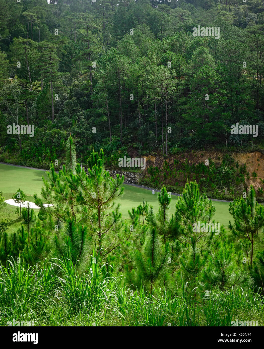 Wald landschaft in Dalat, Vietnam. Da Lat liegt 1500 m über dem Meeresspiegel auf dem langbian Hochebene gelegen. Stockfoto