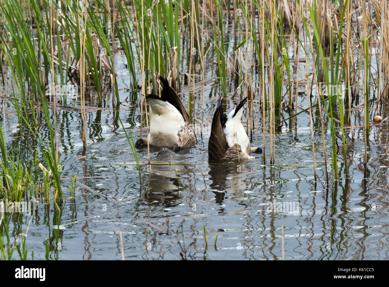 Paar Kormorane auf toten Zweig in Wasser Stockfoto