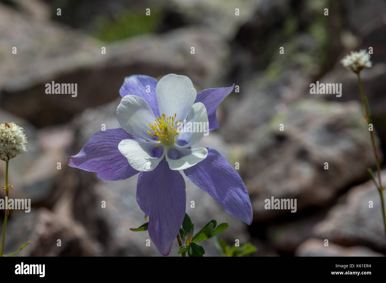 Columbine Blume in der heiligen Wüste, Colorado, USA. Stockfoto