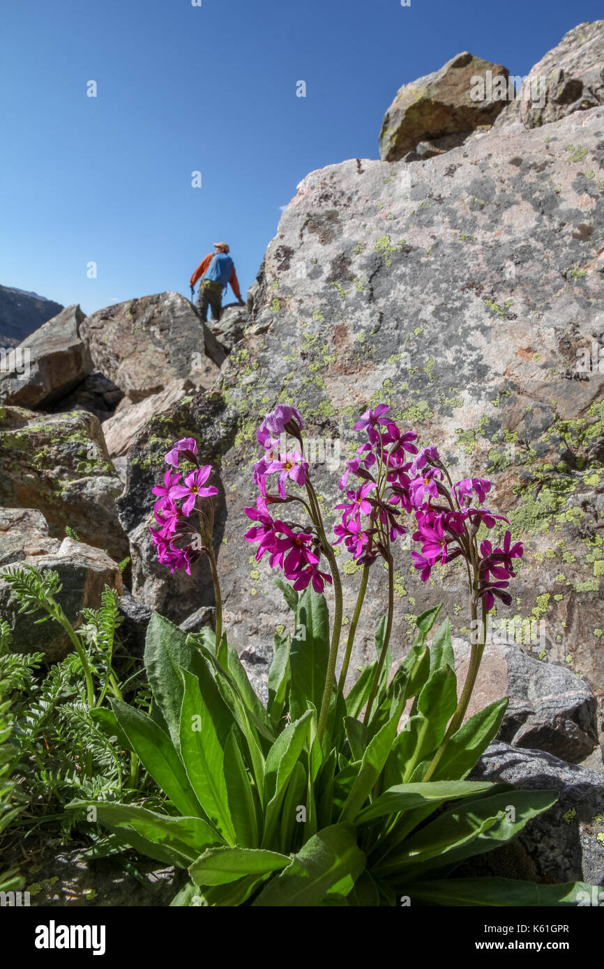 In dem Heiligen Kreuz Wildnis, Colorado, USA. Stockfoto