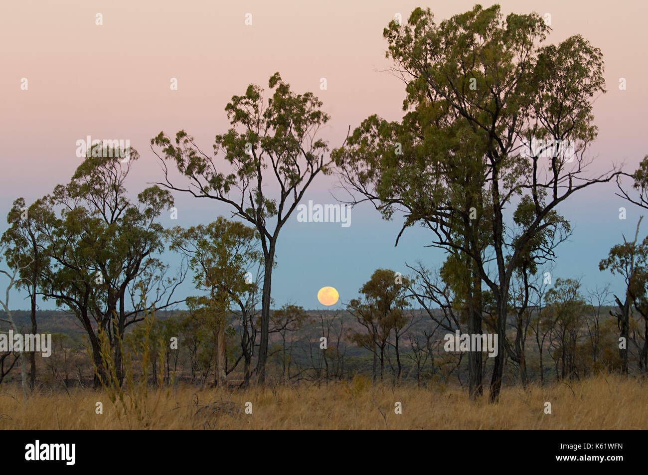 Mond über dem Horizont in der Savanne in der Nähe von Hughenden, Queensland, Queensland, Australien steigende Stockfoto