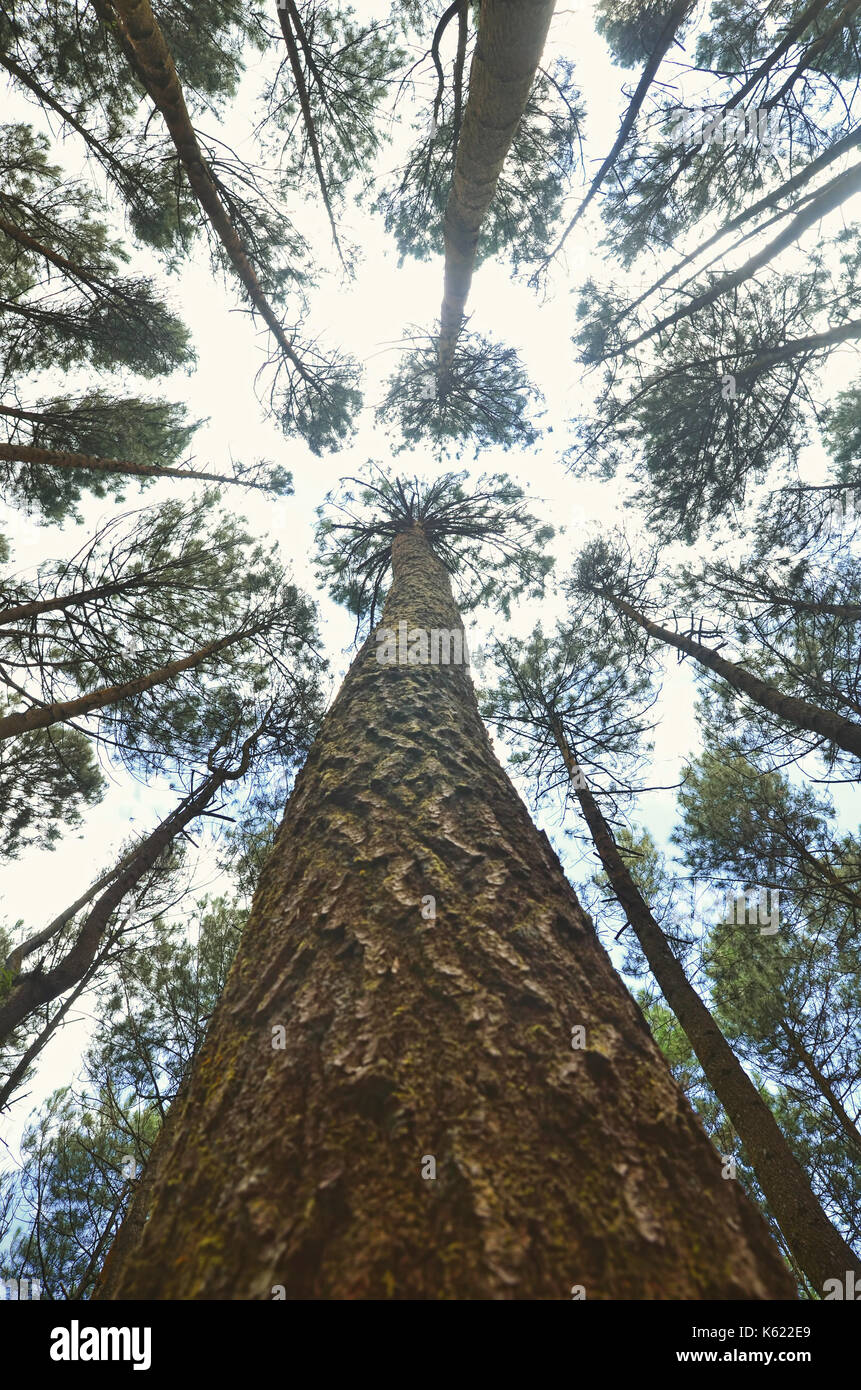 Low Angle View von Pinienwald Stockfoto