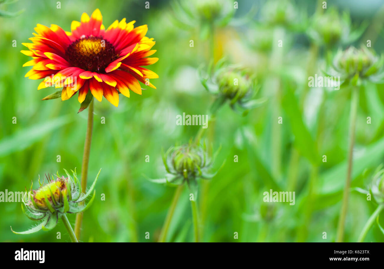 Gaillardia aristata, decke Blume, Blühende Pflanze in der Familie der Stockfoto