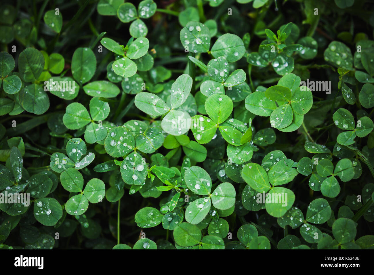 Wilden grünen Klee Blätter, Hintergrund Foto Textur Stockfoto