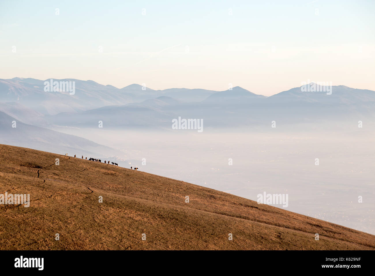 Einige Pferde auf einem Berg, über ein Meer von Nebel Füllen der Valle Umbra, mit warmen, goldenen Stunden Farben Stockfoto