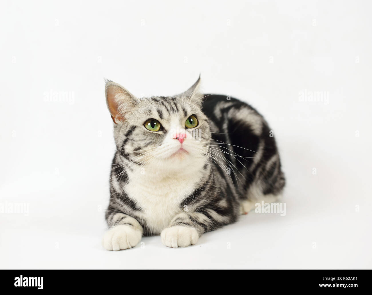 Silver-spotted tabby Katze mit weißem Hintergrund Stockfoto