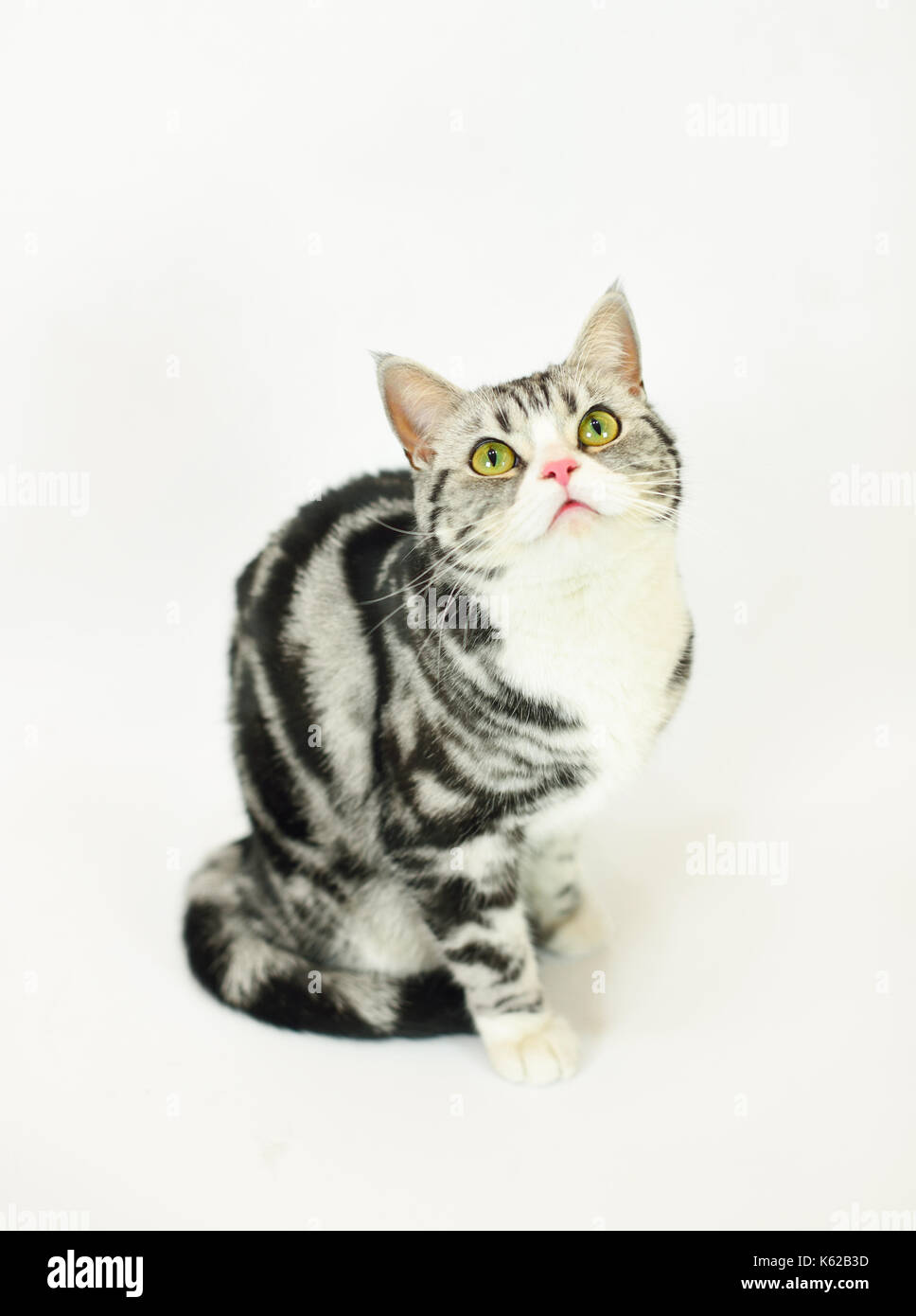 Silver-spotted tabby Katze mit weißem Hintergrund Stockfoto