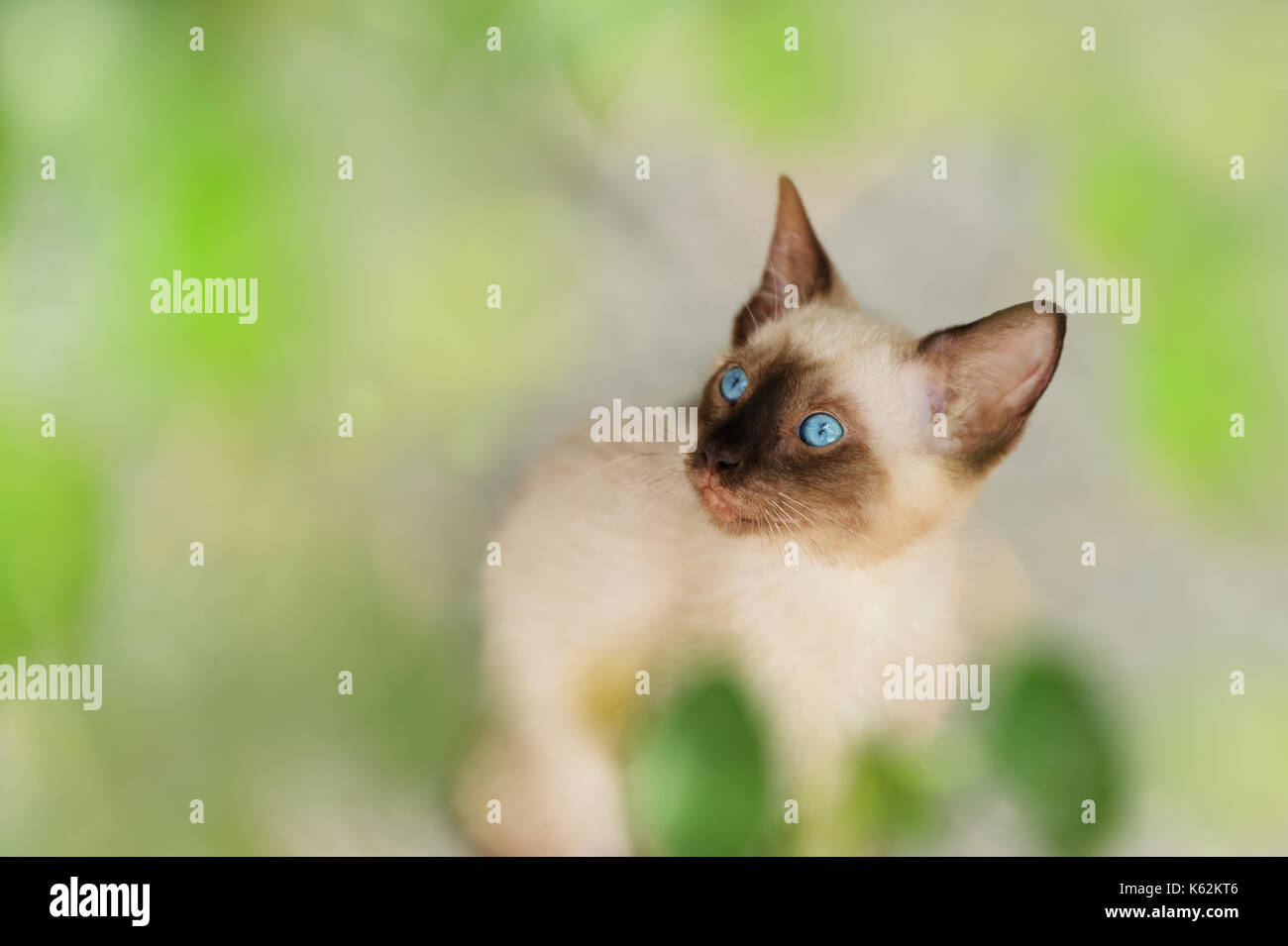 Kätzchen Siamkatze ist eine Siam kitty Katze mit strahlend blauen Augen. Stockfoto