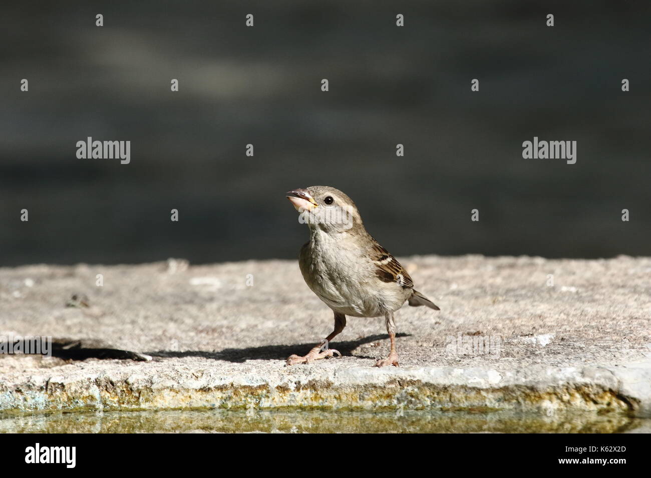 Spatz Stockfoto