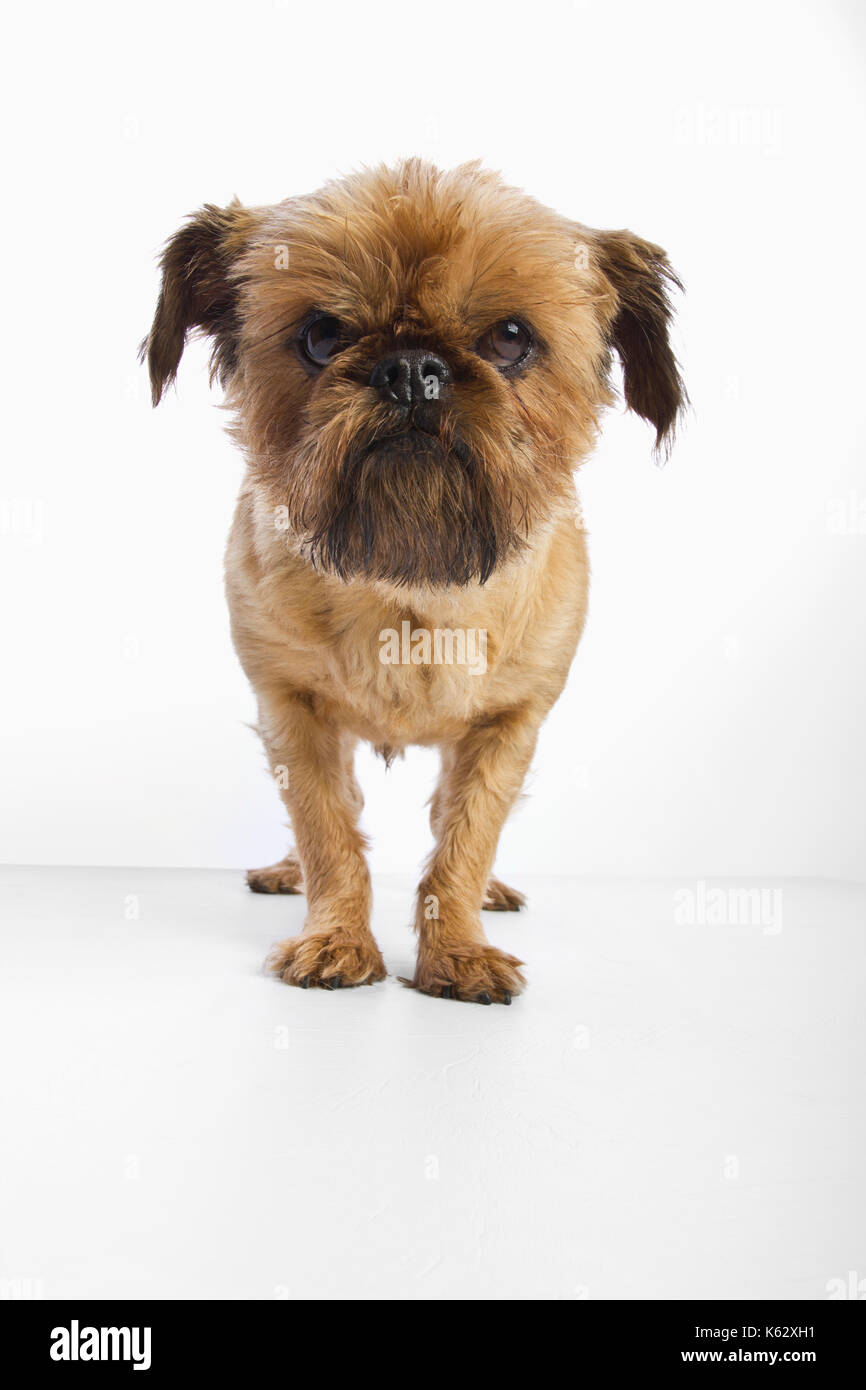 Studioaufnahme eines Hundes Stockfoto