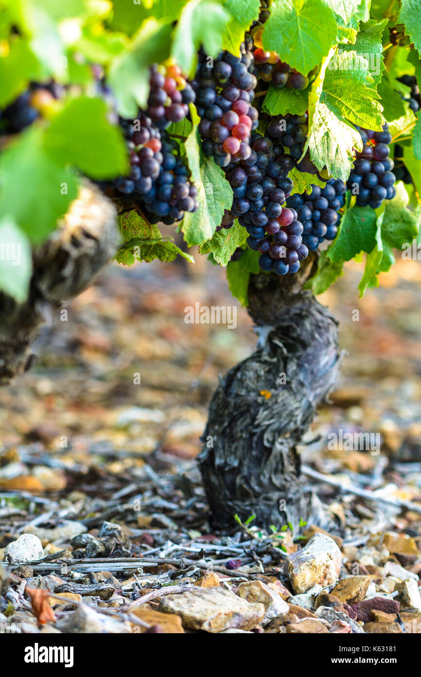 Trauben der Rebsorten in die Weinberge des Beaujolais Stockfotografie