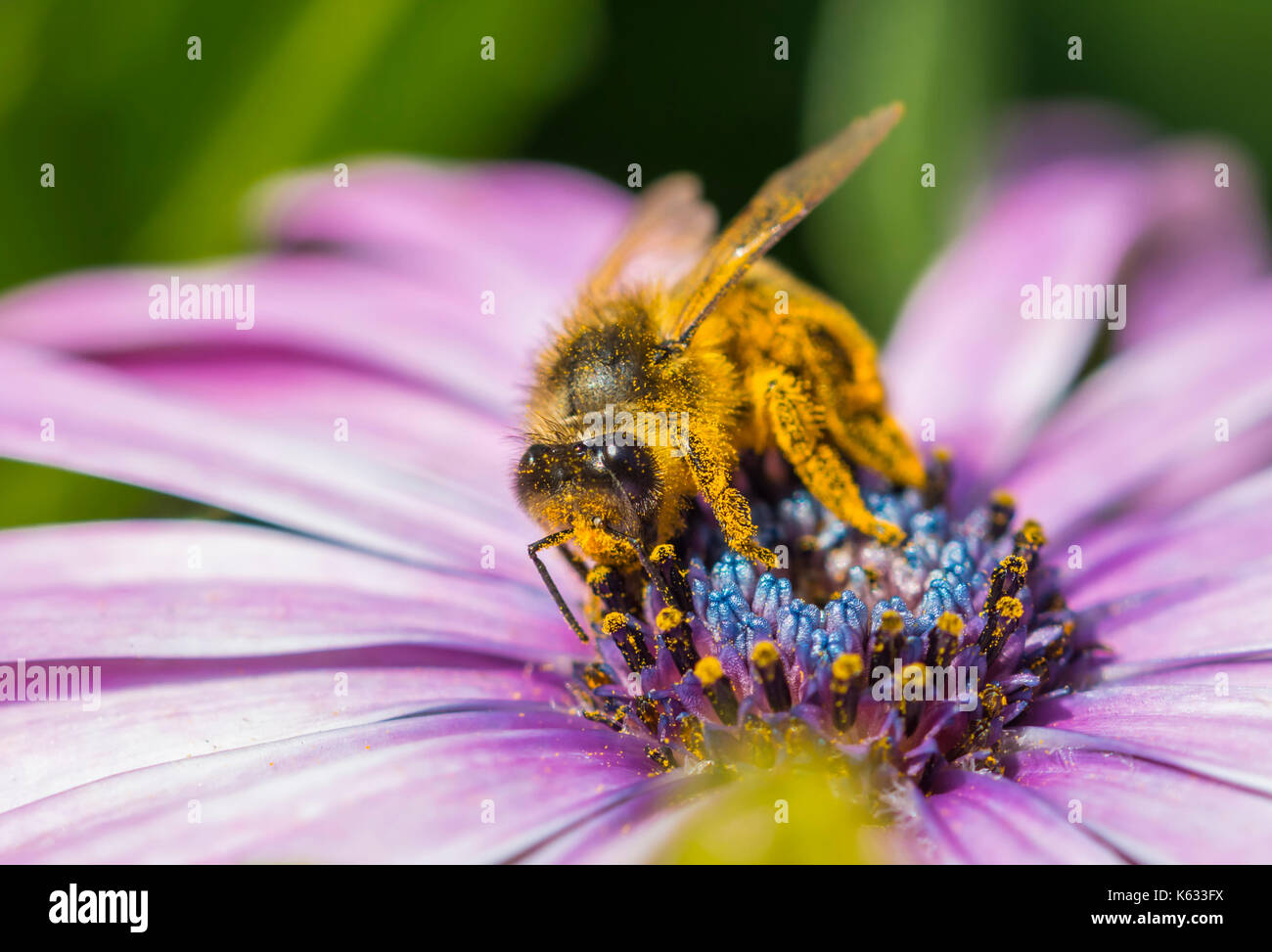 Honigbiene (APIs mellifera) auf Osteospermum ecklonis (afrikanische Gänseblümchen), die Nektar/bestäubende Blüten in West Sussex, Großbritannien, sammelt. Honigbienen. Honigbiene. Stockfoto