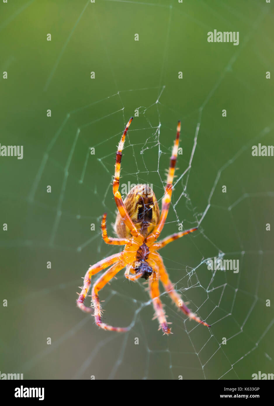 Araneus diadematus (European Garden Spider, Diadem Spider, Spider), ein Orb Weaver Spider auf einem Webserver im Herbst in Großbritannien. Spinnennetz Makro. Stockfoto