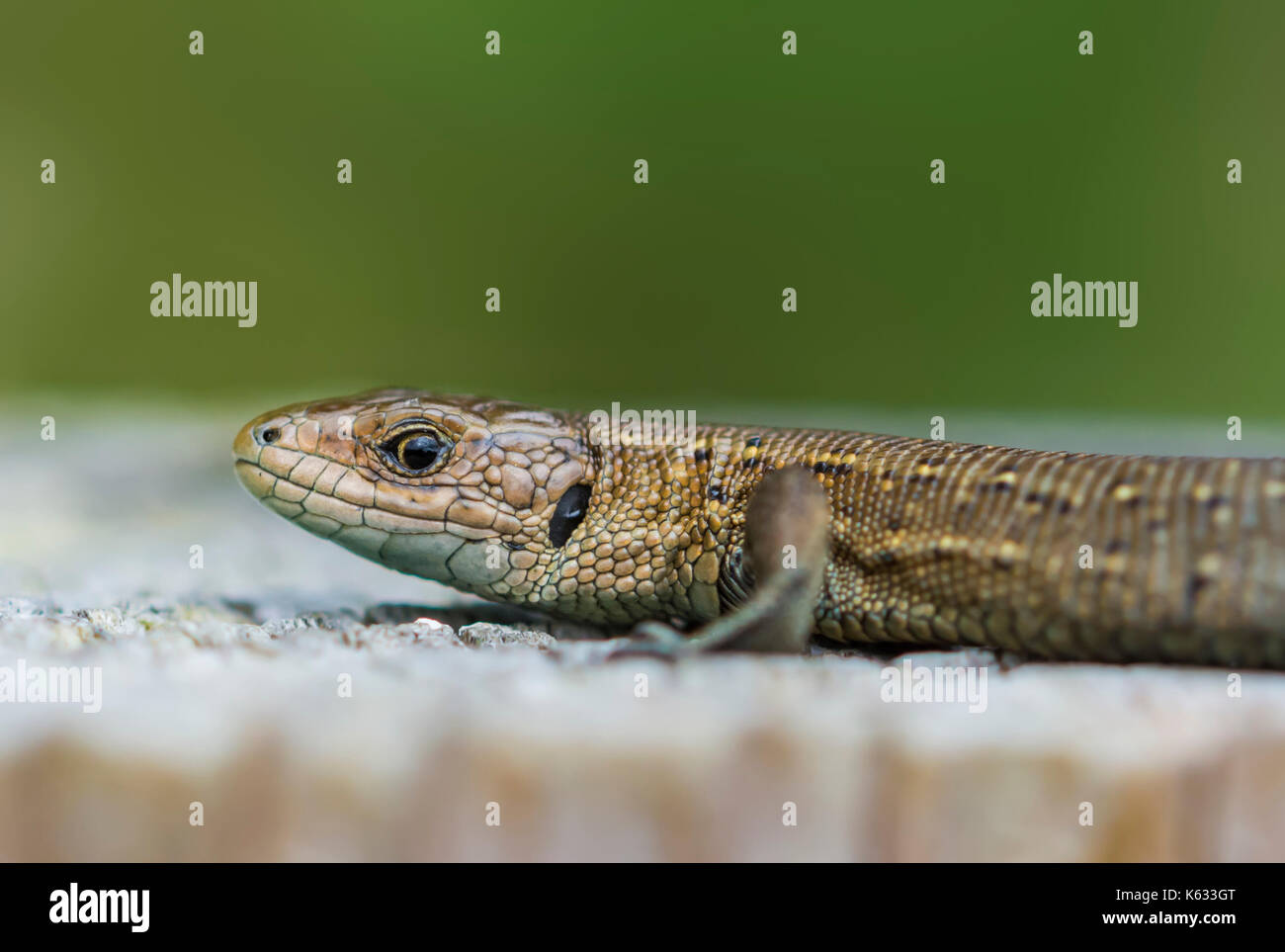 Zootoca vivipara Erwachsener (vivipar Lizard oder Common Lizard oder Eurasische Eidechse) in Wäldern in der Nähe von Wasser, in West Sussex, England, UK. Eidechse Makro. Stockfoto