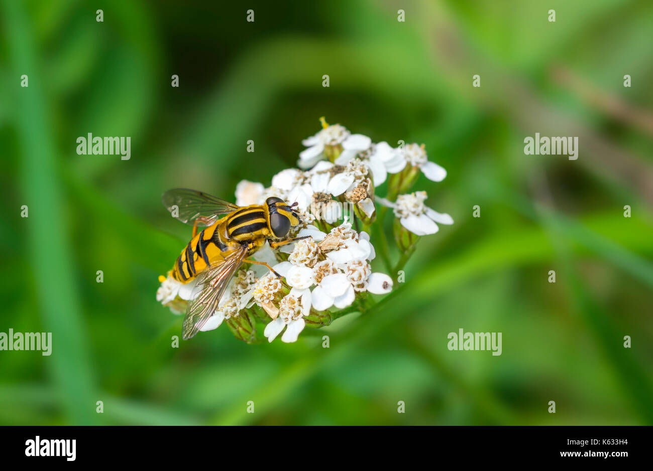 Helophilus pendulus (European Hoverfly) AKA Der Fußballer, die Sunfly, gemeinsame Tiger Hoverfly, auf einer Blume im frühen Herbst in West Sussex, England, Großbritannien Stockfoto