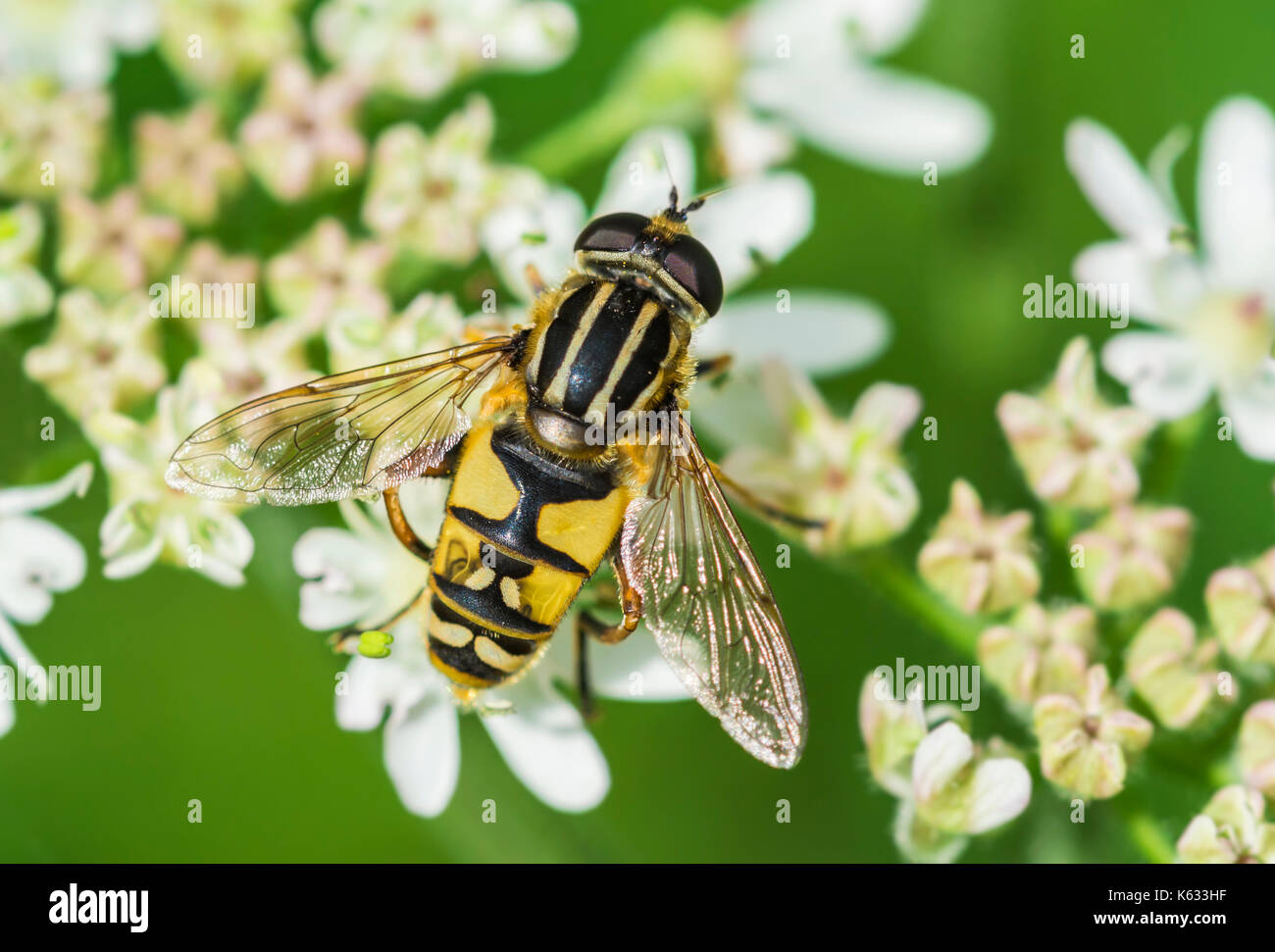 Helophilus pendulus (European Hoverfly) AKA Der Fußballer, die Sunfly, gemeinsame Tiger Hoverfly, auf einer Blume im frühen Herbst in West Sussex, England, Großbritannien Stockfoto