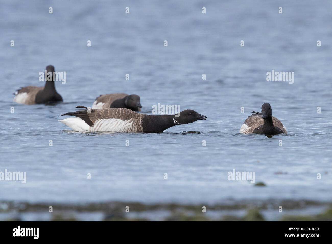 Ringelgans (Branta bernicla hrota), kleine Herde im Meer Stockfoto