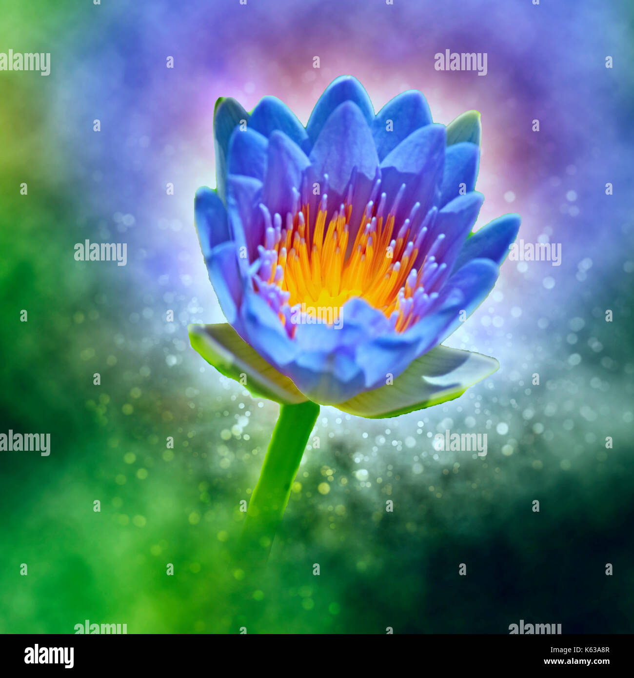 Digital verbesserte Bild eines Water Lilly in einem Teich Stockfoto