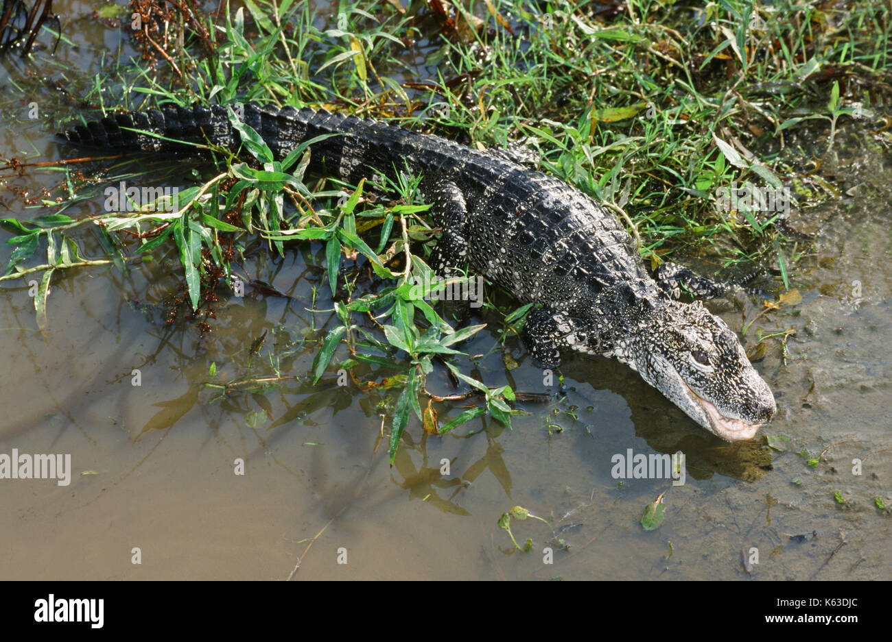 China-alligator oder Yangtze Alligator (Alligator sinensis). Kritisch bedroht, gefährdet, vor allem durch Umwandlung von Feuchtgebieten Lebensraum für agricu Stockfoto