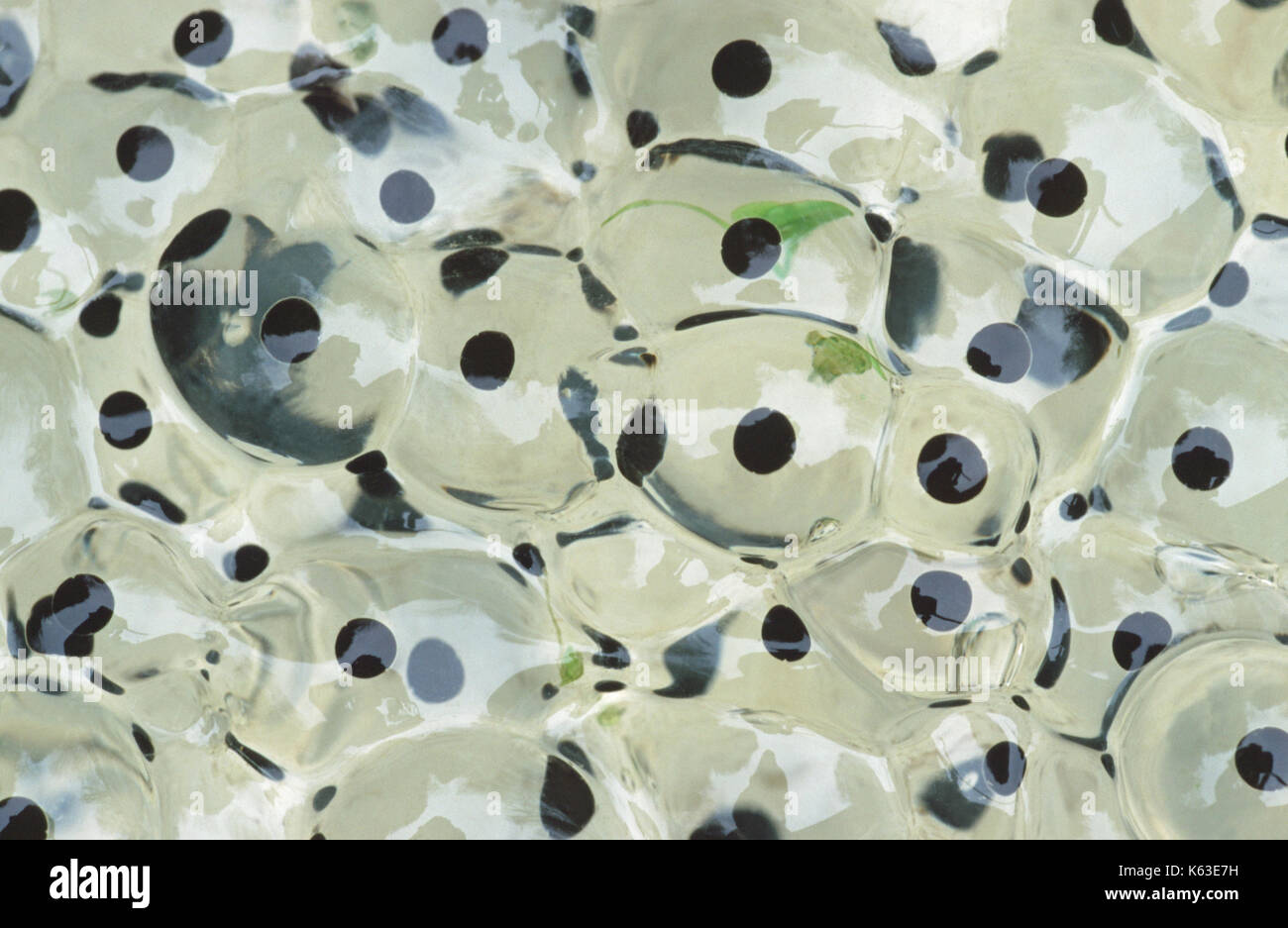 Gemeinsame oder Grasfrosch Rana temporaria, kleinen Abschnitt von spawn in der Nähe. Stockfoto